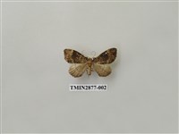 藏品(尺蛾605)的圖片